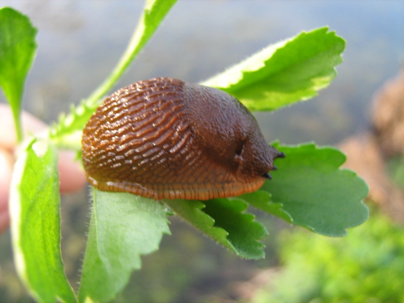 Arion vulgaris presso il fiume Stura di Demonte